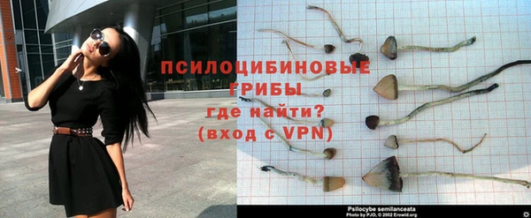 индика Новодвинск